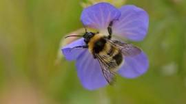 Plant Sale - Barnstaple and District Local Group