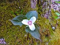 Forest Botanicals Region Living Monument Opening Celebration