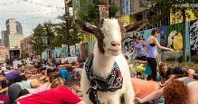 Yoga with Goats at the Brewery!