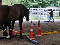 1 Day Horsemanship Clinic - Taramoa/Invercargill