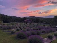 Lavender Sunset Dinner 