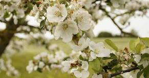 Prenez le champs au verger bio en fleurs