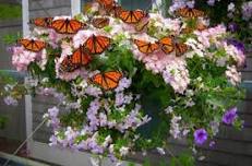 The Butterfly House Opens for the 2024 Season!