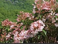 Mountain Laurel Hike in Mohonk Preserve and Brooklyn Cider House, Live Music!