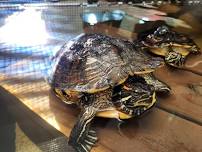 Meet the Reptiles at Warren County Library