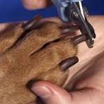 Fur Baby Nail Trim