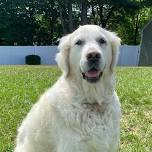 Reading Therapy Dogs