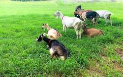 Sandhills Sheep and Goat Grazing and Health Field Day