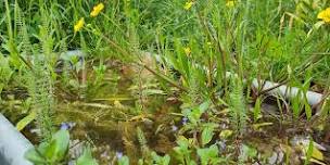 Introduction to identifying aquatic plants