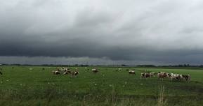 Hurricane Prep for Pets and Livestock Owners