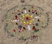 Plant Medicine Ceremony