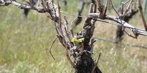 The Future of Your Vines: Assessing and Addressing Damage