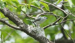 Birding at the Fort!