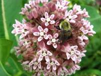 Friends of Bendix Woods and Spicer Lake: Backyard Pollinator Habitats