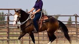 Williston, FL 3-Day Balanced Horse Training Clinic and Horsemanship lessons, November 2024