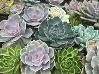 Succulent Planting for Mom