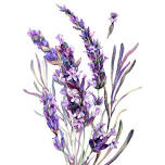 %26#8220;FOR THE LOVE OF LAVENDER’’ TEA