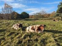 Ranger walk at Burlish Top and Burlish Meadows