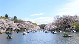 Inokashira Park Sakura best time 2024