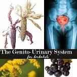 The Genitourinary System for Herbalists - 2024