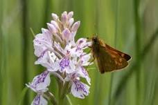 Beeston Common for plants and insects