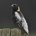 Seniors in Steep Rock: Birding Bonanza