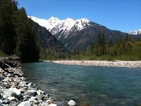 Baker River Wildflowers and Pollinators