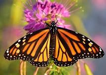 Monarchs: Small Size, Big Impact!