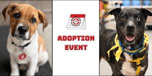 Adoption Event @ Petsmart Warwick