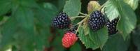 Pick your Own Blackberry Bonanza