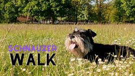 March 2024 Schnauzer Meet Up