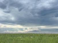 Guided Naturalist Walk - Paintbrush Prairie & Lordi-Marker Prairie