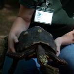 Summer at the Library: Amazing Animal Adaptations