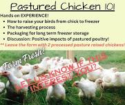 Pastured Chicken 101