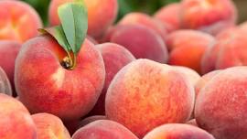 Fruit Tree Mastery Class 4 of 4-  Harvesting & Processing your Fruit