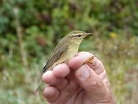 Bird ringing demonstration