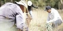 Carneros Creek Outdoor Classroom-Invasive Species Action Week