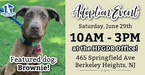 Adoption Event at the HFGDR Office ~ 6.29.24 