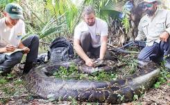 Burmese Pythons: Research and Removal Efforts in Southwest Florida and What You Can Do to Help