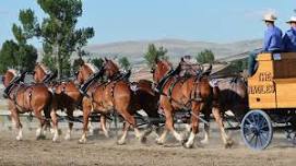 Big Sky Draft Horse Expo