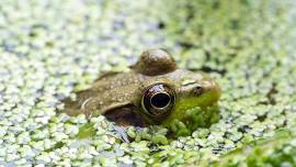 Frog Walk at Powdermill