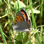 Butterflies of Sheep Hill