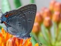 June Butterfly Walk