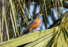 Family Discovery Camp: Birds