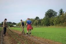 Weed Management & Cover Cropping