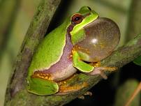 An evening with Tree Frog