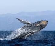 Santa Barbara Landing Whale Watching