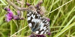 Home Educators Day - Butterflies and Bees at Woolley Firs Maidenhead - 23 July