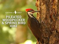 Pileated Woodpecker and Spring Bird Hike