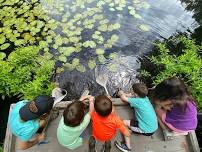 Arcadia Nature Camp: Kingfishers